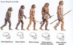 Evoluo Humana