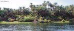 O rio Nilo é um grande rio do nordeste do continente africano que nasce a sul da linha do Equador e desagua no Mar Mediterrâneo. A sua bacia hidrográfica ocupa uma área de 3 349 000 km2 abrangendo o Uganda, Tanzânia, Ruanda, Quénia, República Democrática do Congo, Burundi, Sudão, Etiópia e Egito. A partir da sua fonte mais remota, no Burundi, o Nilo apresenta um comprimento de 6650 km. <br><br/> Palavras-chave: continente africano, Rio Nilo, Egito, Antiguidade Oriental, agricultura.